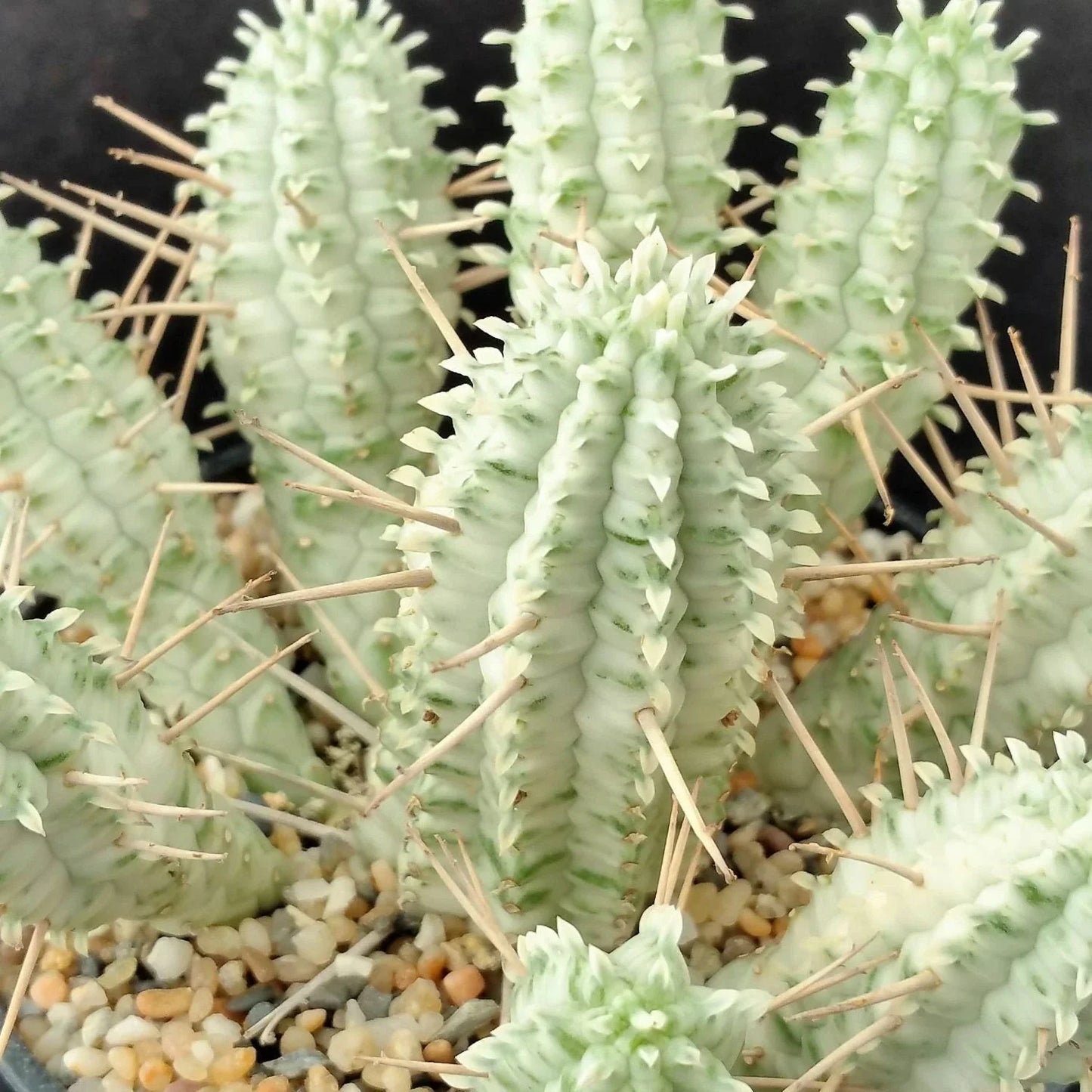 Euphorbia Mammillaris Variegata Cuttings - 2" Long Unrooted - Rare White Succulent Plant