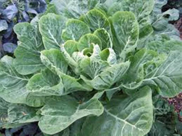 Collard Greens Seeds, Morris Heirloom, Non-GMO, 1000 Seeds, Brassica oleracea var. viridis