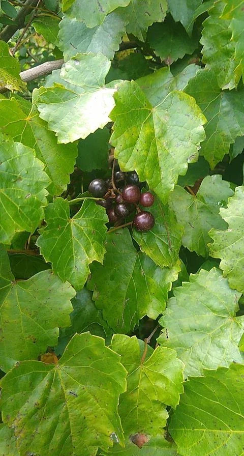 Scuppernong Muscadine Grape Live Seedling Vine - Vitis rotundifolia - Rare Outdoor Plant