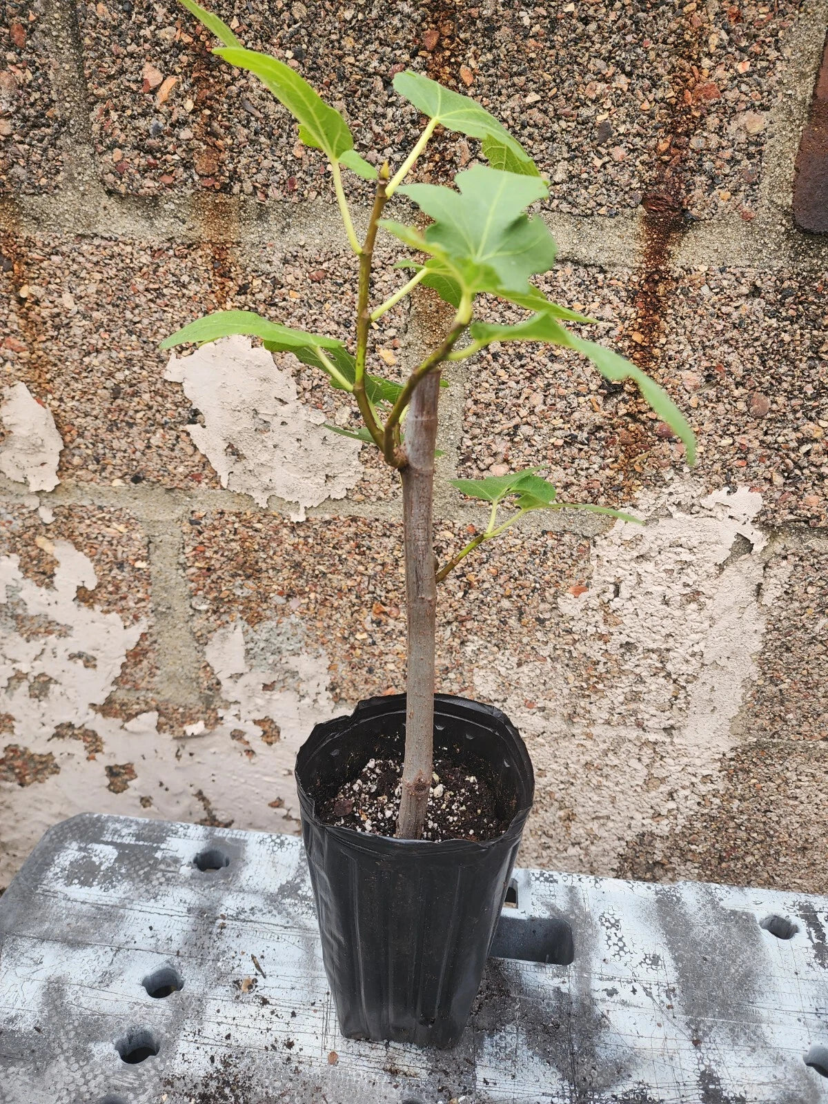 Fig Tree Plant - 1-2 Years Old - Ficus Carica - Matured Indoor/Outdoor Fruit Tree