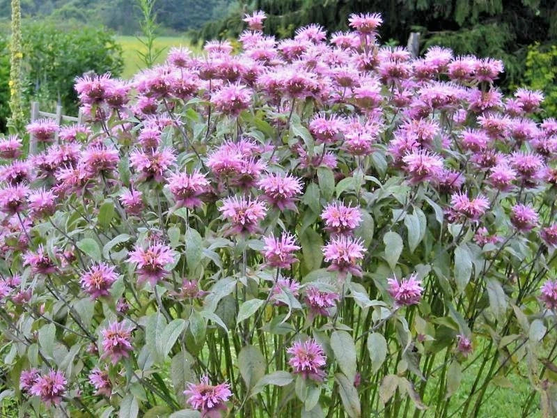 Wild Bergamot Flower Seeds - Monarda - Native Wildflower for Garden or Container - Easy to Grow