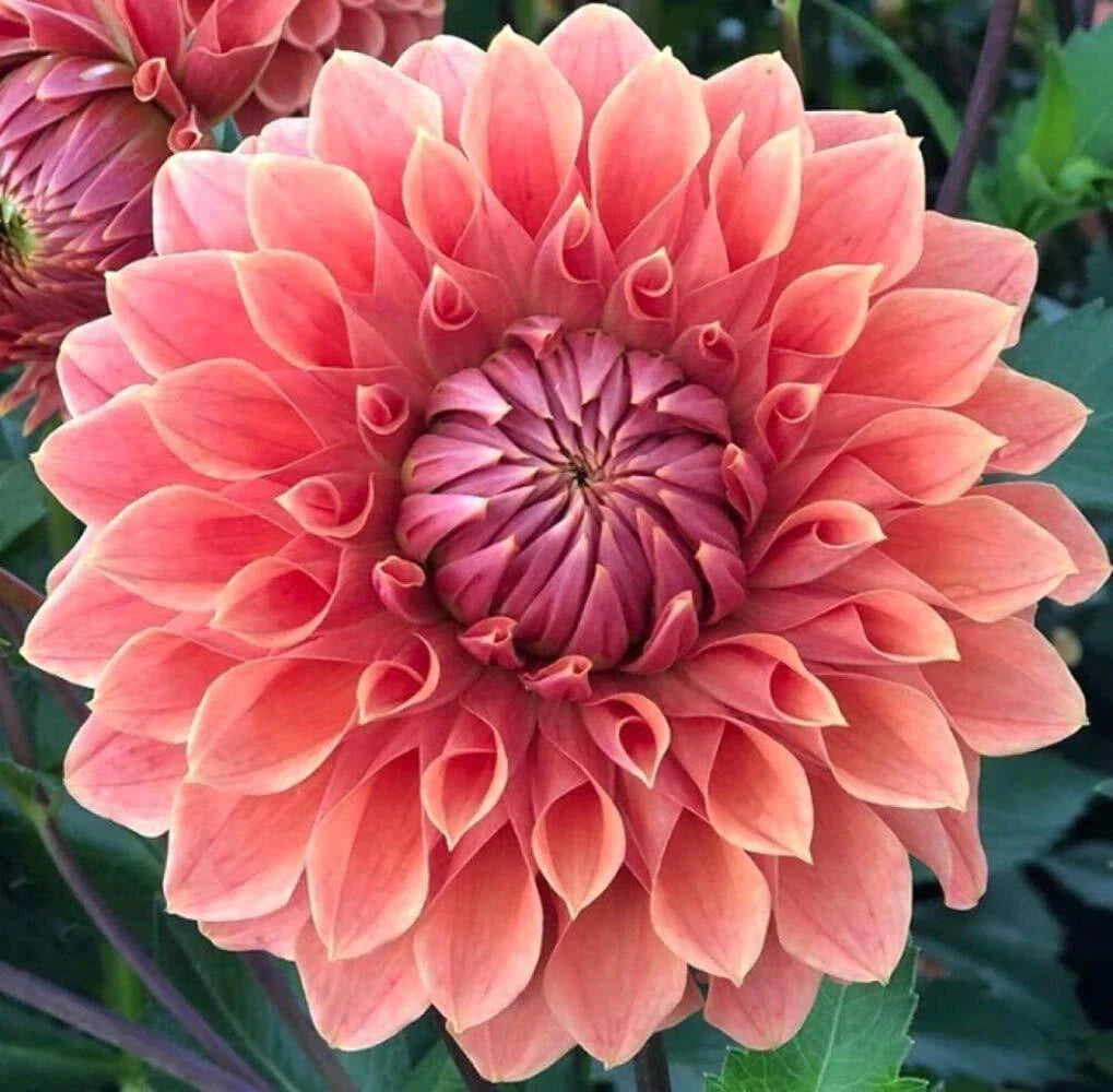 Dahlia Flower Seeds - Exotic Mix - 100+ Seeds - USA Made - Ships from Iowa