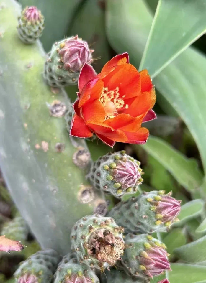 Woollyjoint Pricklypear Seeds - 50 Seeds, Velvet Opuntia, Opuntia tomentosa - 2024 Harvest, USA