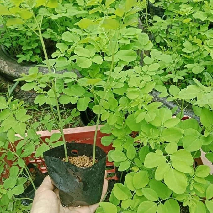 Moringa Oleifera Starter Plants - 2 Pack (5–10” Tall) - Fast-Growing in One Pot