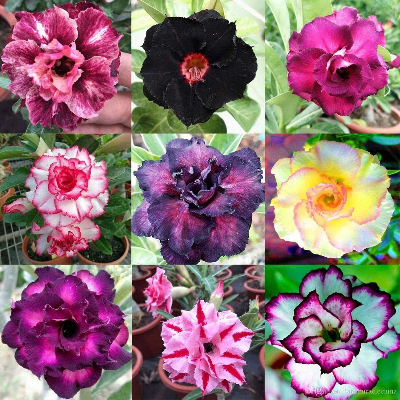 Mixed Color Desert Rose | 10 Seeds | Adenium Obesum | Easy to Grow Flower Seeds
