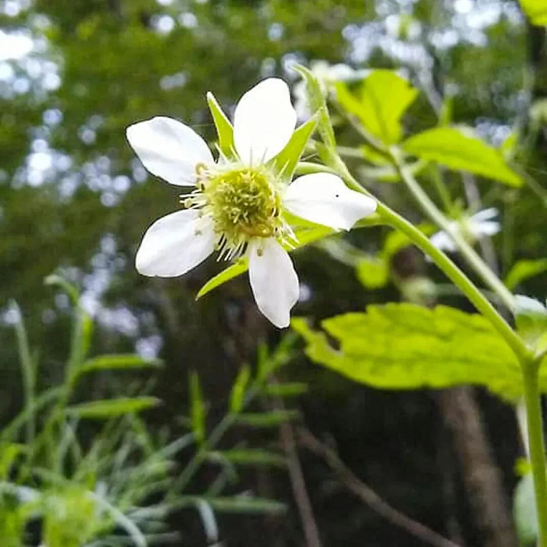 White Avens Flower Seeds 500+ | Geum canadense | Perennial Wildflower Seeds for Garden Planting