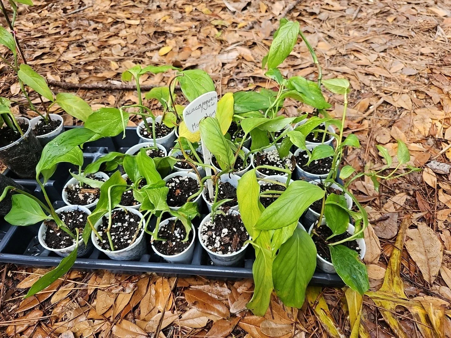 Monstera Acacoyaguensis Cutting - 2.5 Inch Pot - Rare Tropical Aroid - Rooted Plant