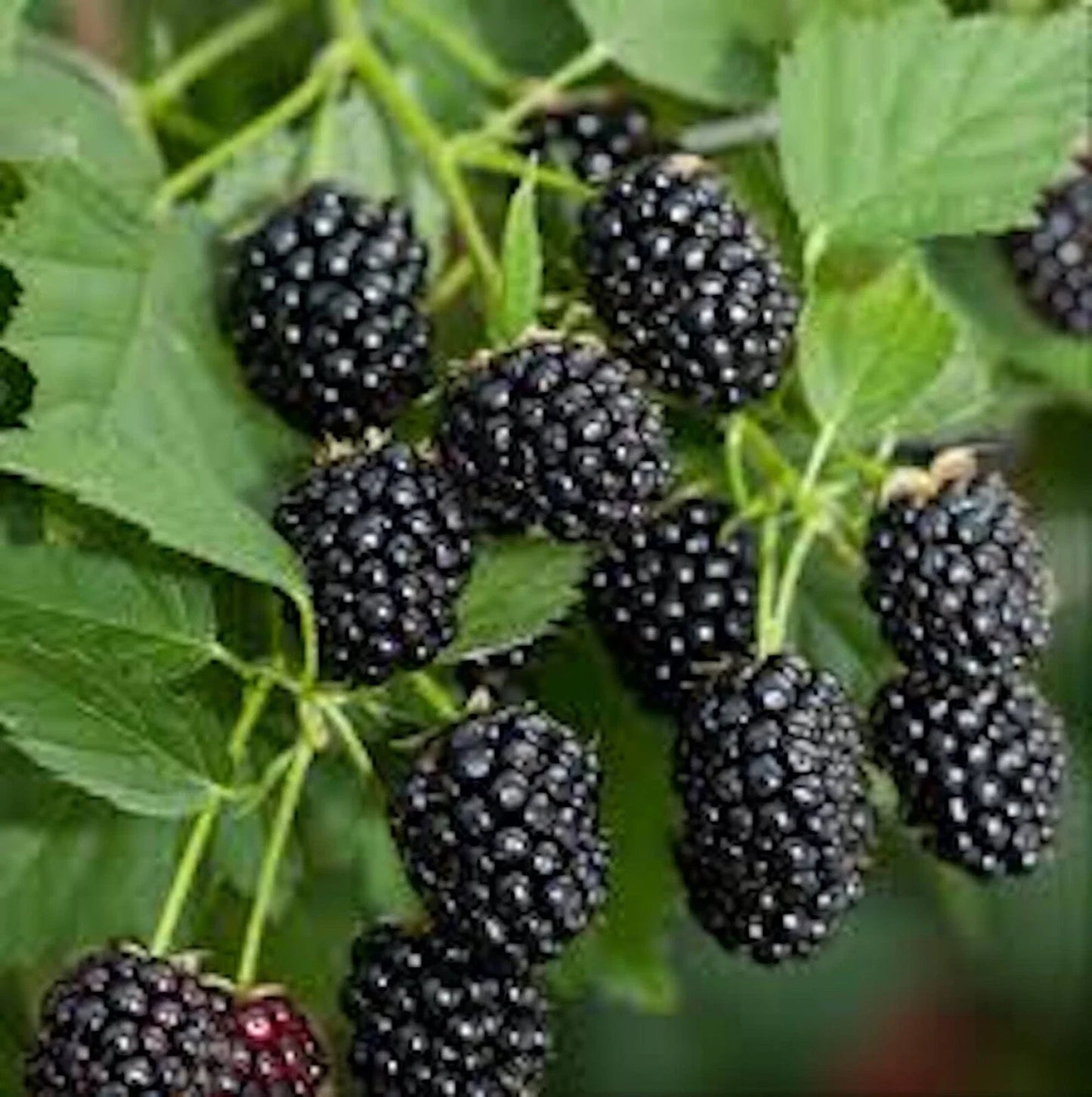 10 Bare Root Blackberry Plants Sweetie Pie Non-GMO Rubus Fruit Starter