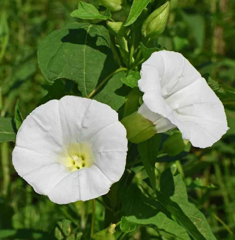 Moonflower Seeds - 25+ Pack - Tall, Fragrant, Fast Growing Blooms - Ipomoea alba - Fresh