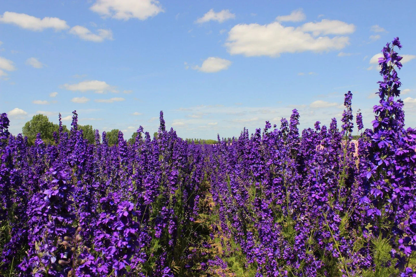 Pacific Giant Delphinium Seeds - King Arthur Variety, 25+ Seeds, Flowering Plant, Delphinium elatum - Free Shipping