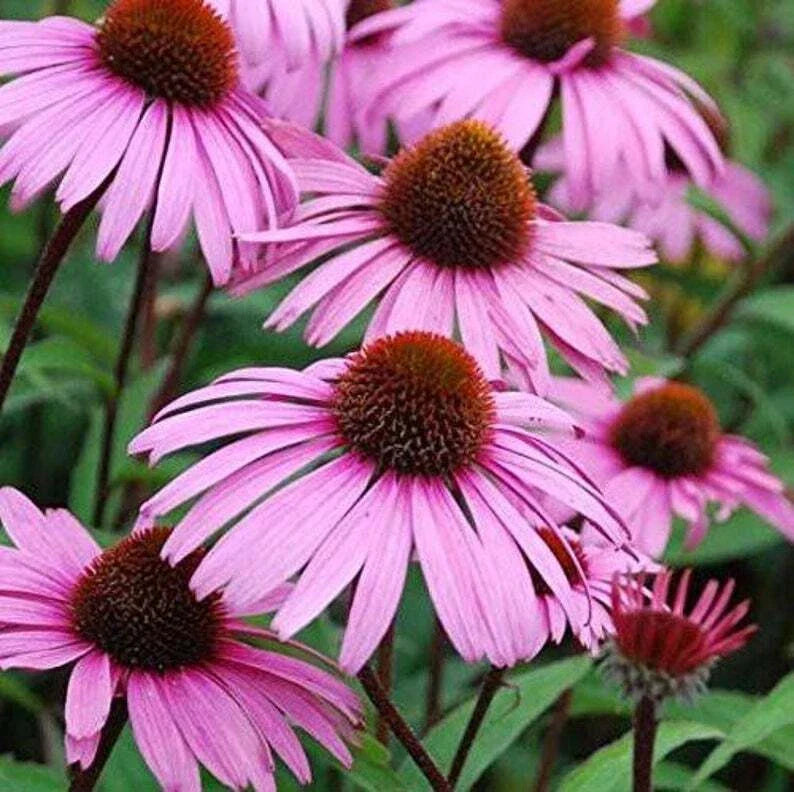 Large Live Echinacea Plant - Sweet Pow Wow, Well-Rooted, 3 Years+, Nectar & Pollen Producer, Echinacea purpurea