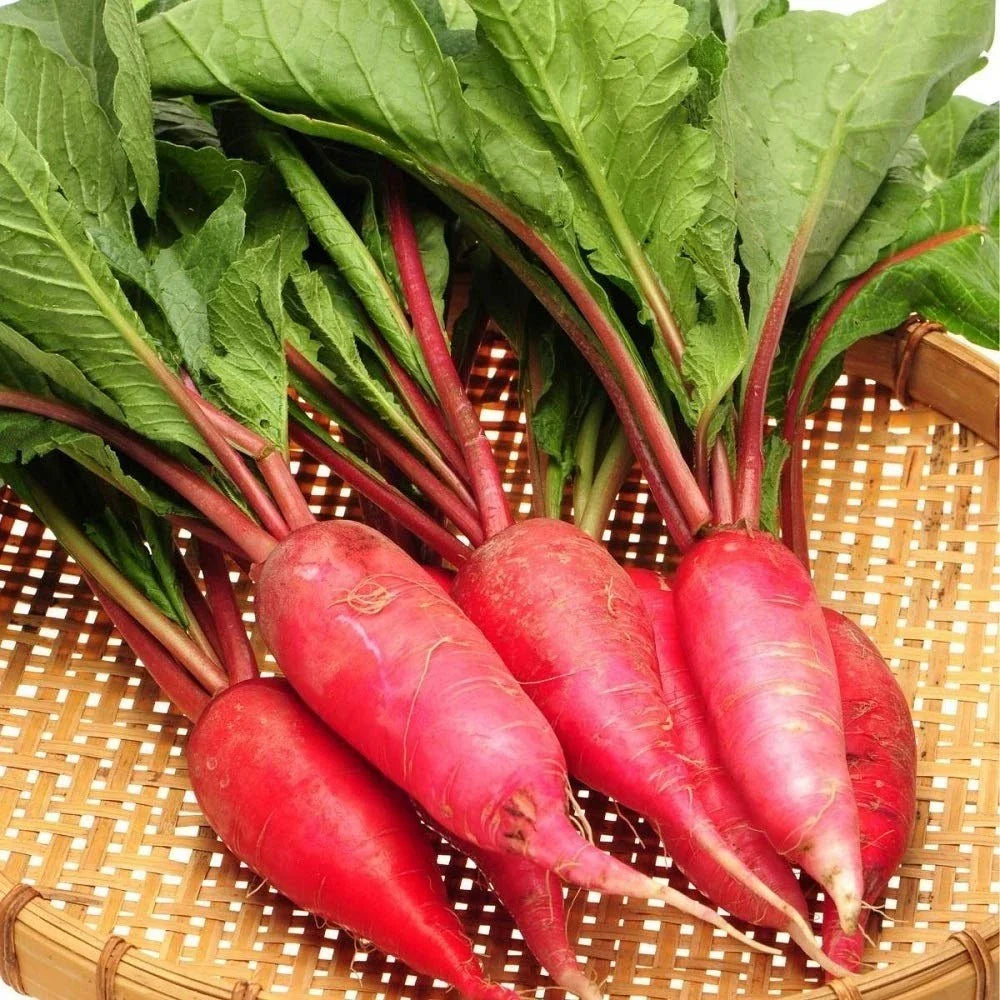 China Rose Radish Seeds - 100/1000/5000 Count - Cold Hardy Winter Radish Microgreens - Raphanus sativus
