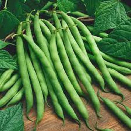 Premium Bush Blue Lake Seeds - Fresh Heirloom Variety - Popular Garden Choice for Home Growing (Phaseolus vulgaris)