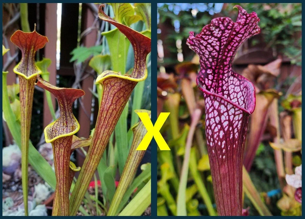 Sarracenia Seeds - 2025 - Wasp (Flava x Alata) x Leucophylla Neon Pink - Carnivorous Plant Seeds