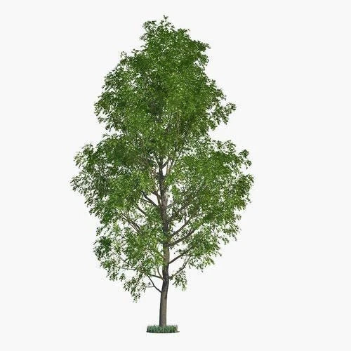 Hybrid Poplar Tree Cuttings - Fast Growing Shade Trees for Planting - Populus deltoides