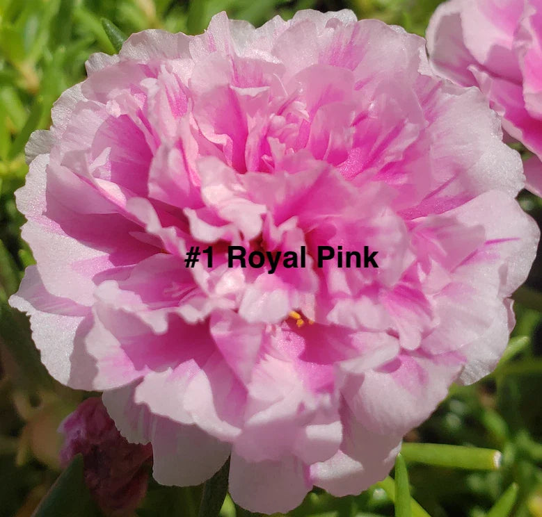 Moss Rose Cuttings - 10 Unrooted Royal Pink Portulaca Grandiflora for Gardening and Container Planting