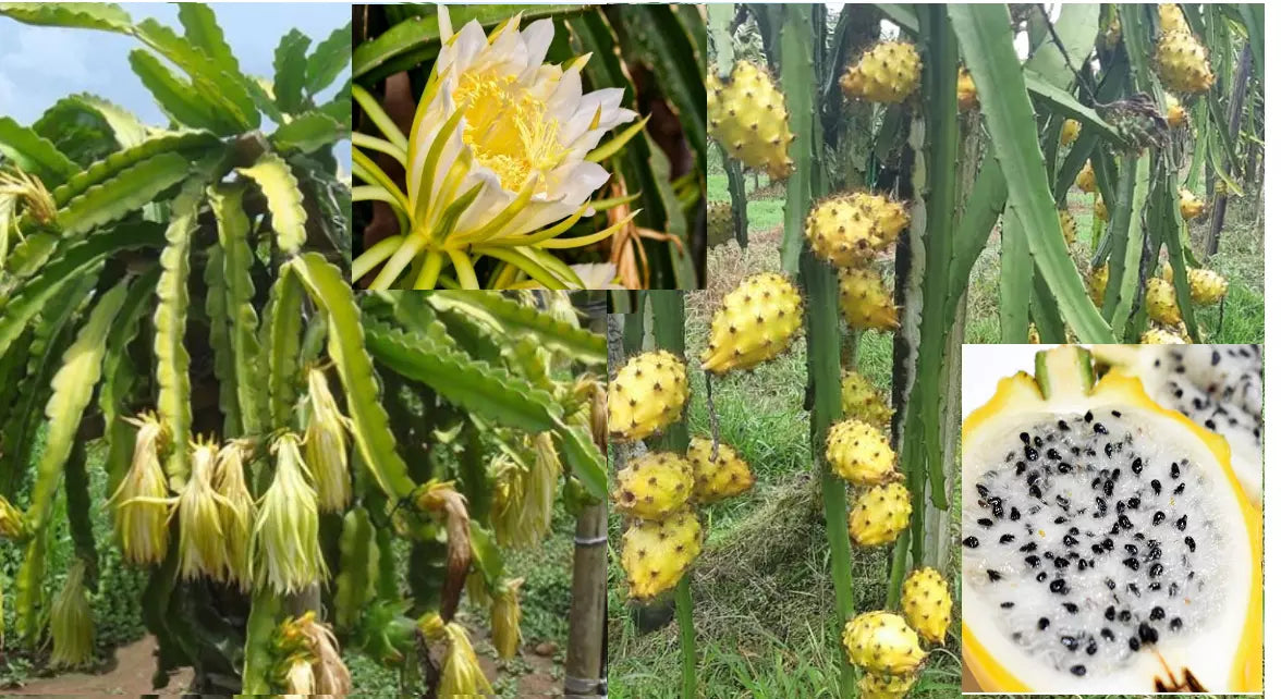 Yellow Dragon Fruit Seeds - 25+ Seeds - Hylocereus megalanthus - Megalanthus Yellow Pitaya