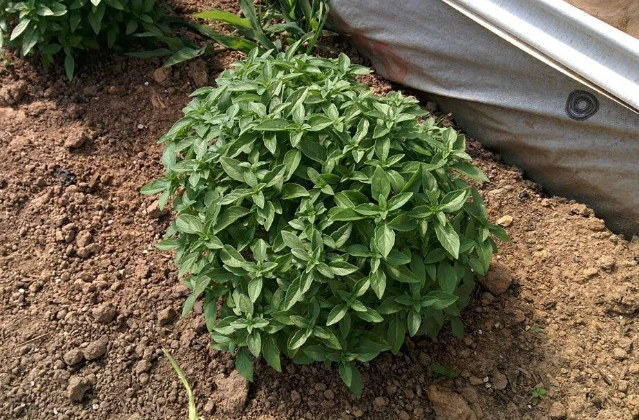 Spicy Globe Basil Seeds - 100-5000 Seeds - Compact Shrubs for Patio Containers - Ocimum basilicum