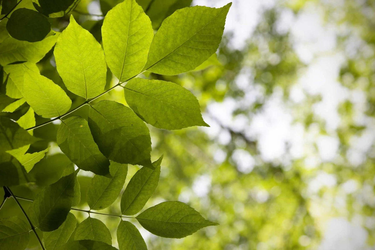 White Ash Tree Sapling - Fraxinus americana - Ready to Plant for Landscaping and Shade