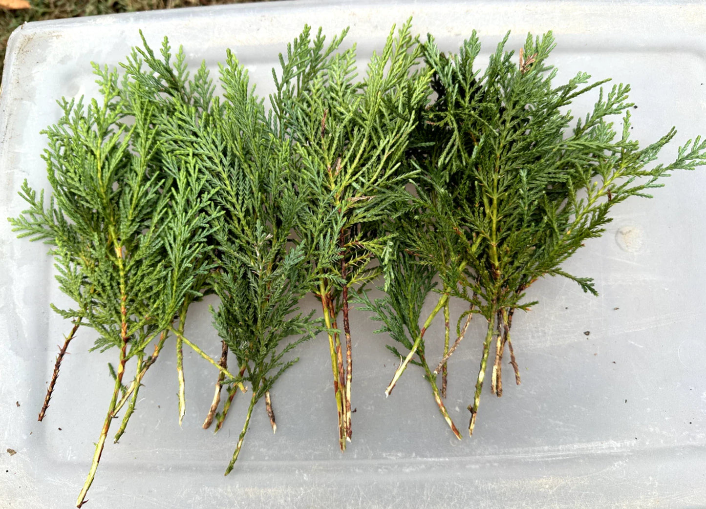 20 Leyland Cypress Tree Cuttings - Fresh Non-Rooted Evergreen Privacy Screen - Fast Growing Landscape (Cupressocyparis leylandii)