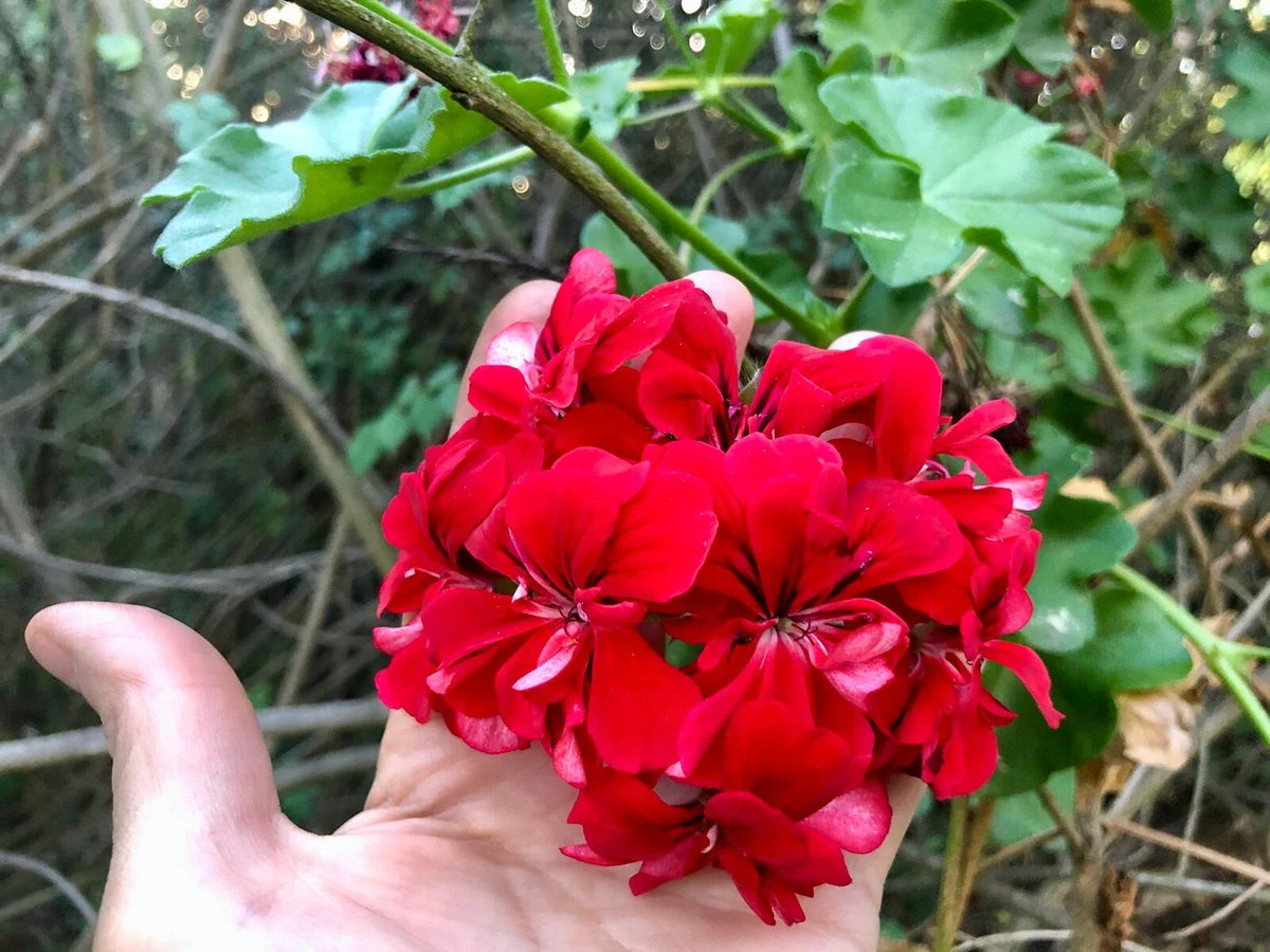 Vivid Red Pelargonium Peltatum Ivy Geranium Live Plant Starter Cuttings - 3 x 6"