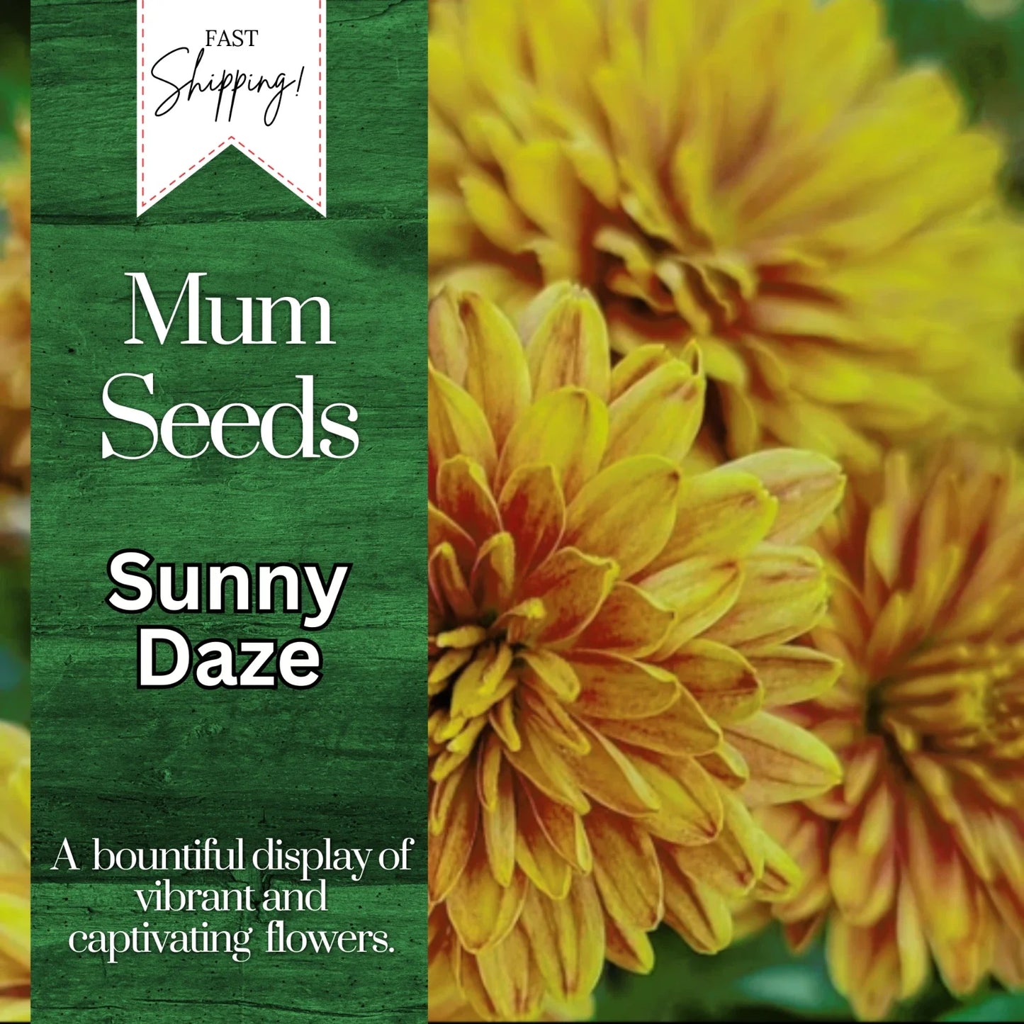 Chrysanthemum Seeds - Sunny Daze Mum - 200 Flower Seeds - Annual Flower, Easy to Grow, Colorful Blooms - Chrysanthemum morifolium