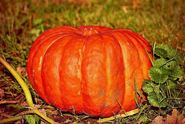 Cinderella Pumpkin Seeds - 10 Seeds - Rouge Vif d'Étampes - Cucurbita maxima - GroCo US - Buy 15 Ships Free
