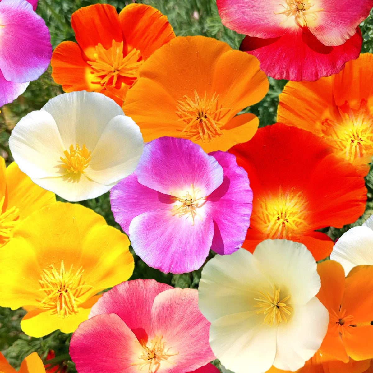 California Poppy Seeds Mix | 7 Colors Rainbow Flower Seed | Eschscholzia californica | All Formula 2025