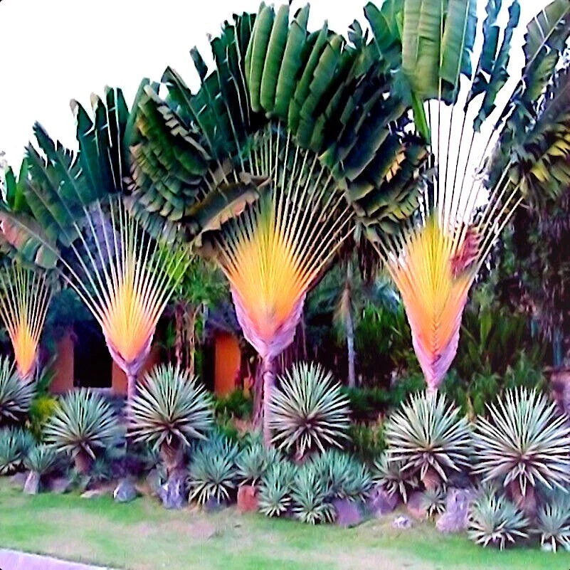 Travelers Palm Tree Seeds - Ravenala madagascariensis - Exotic Bird of Paradise Plant Seeds for Gardening