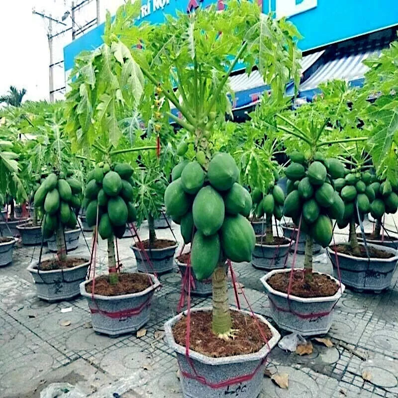Dwarf Solo Waimanalo Papaya Seeds - 20 Pack - Carica Papaya - Fast Growing Houseplant