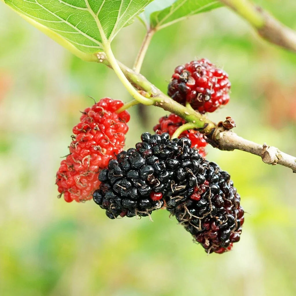 Mulberry Tree Cuttings 12 Unrooted for Rooting and Grafting Morus spp.