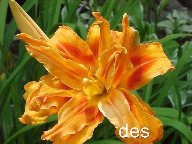 10 Daylilies - Double Triple Orange - Heirloom KWANSO - 10 Heirloom Daylily Plants for Garden or Landscape