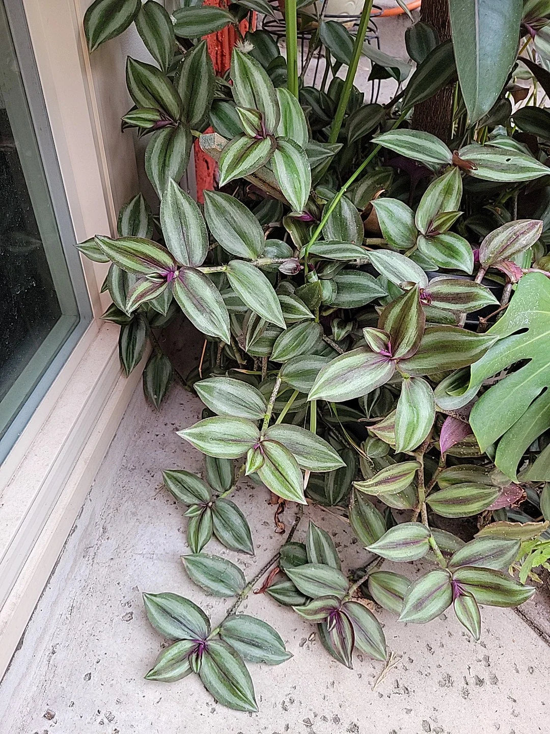 Tradescantia Zebrina Cuttings - 15 Healthy Purple Wandering Jew Cuttings - Large Size