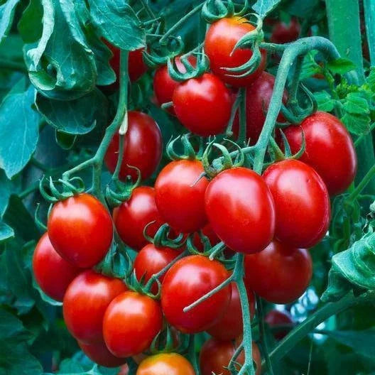 Small Red Cherry Tomato Seeds, Heirloom Non-GMO Variety, Tracking Included, Solanum lycopersicum