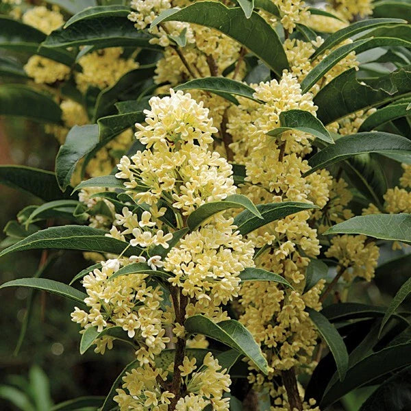 Fudingzhu Osmanthus Starter Plant - Fragrant Tea Olive - Well Rooted - Healthy Garden Variety