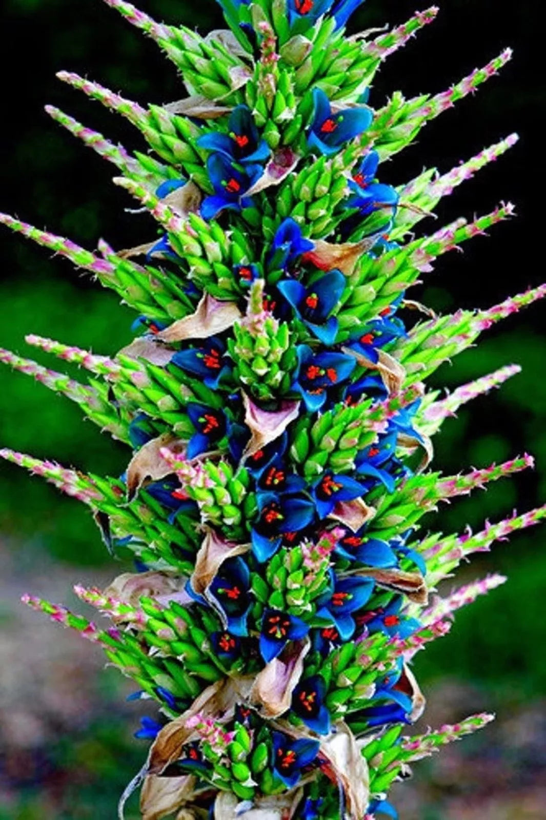 Sapphire Tower Seeds - 15 Rare PUYA Seeds for Planting - Unique Ornamental Plant, Exotic Garden Addition