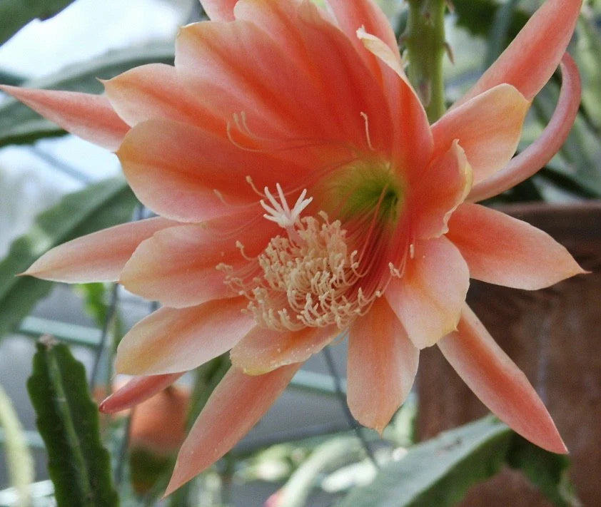 Epiphyllum Orchid Cactus Cuttings, MOR MOR Variety, Don's Cuttings, Indoor Plant, Succulent Gardening