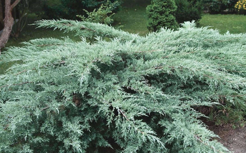 Juniper Hedge Plant Cuttings Set of 12+ Not Rooted Shrub Landscaping Zones 5-9