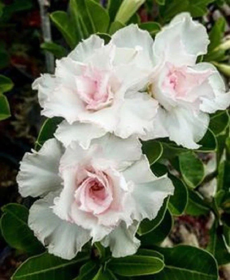 Double White Desert Rose 4 Seeds - Adenium Obesum - Perennial Flower Seeds - US Seller