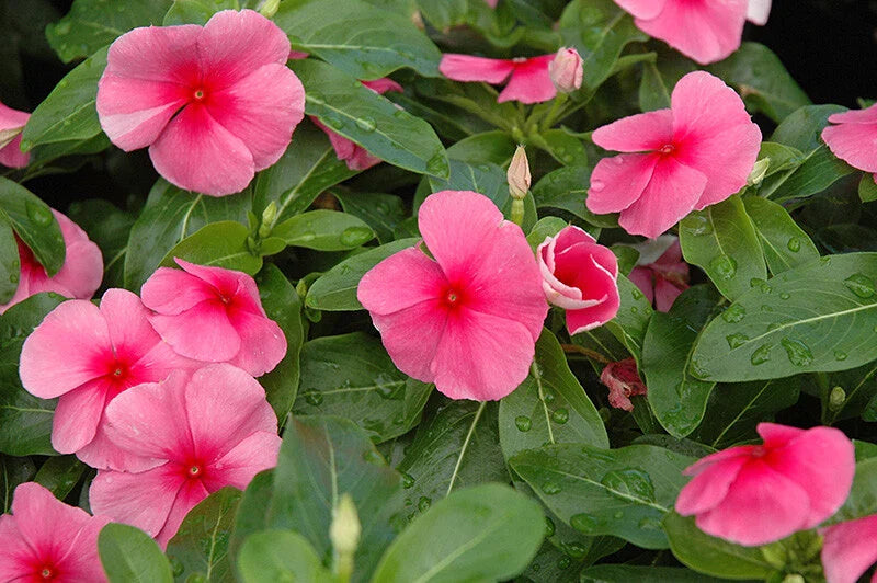 Vinca Seeds 100 Count - Sunstorm Rose with Eye - Catharanthus roseus - Non-GMO Garden Flower Seeds