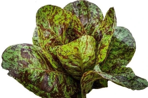 Freckles Romaine Lettuce Seeds - 1000+ Heirloom Organic Non-GMO Seeds - Lactuca sativa 'Freckles'