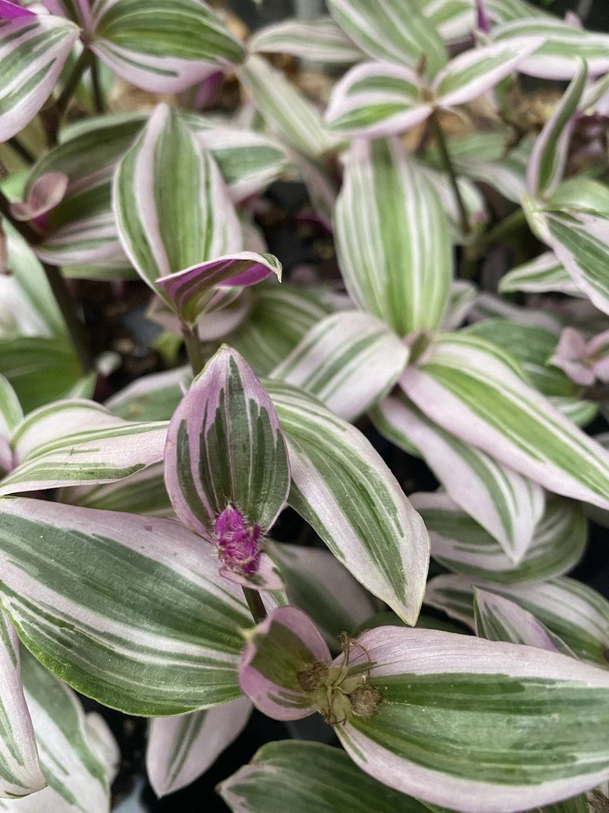 Tradescantia Nanouk Live Houseplant - 2 Rooted Cuttings - Colorful Variegated Foliage - Easy Care Indoor Plant
