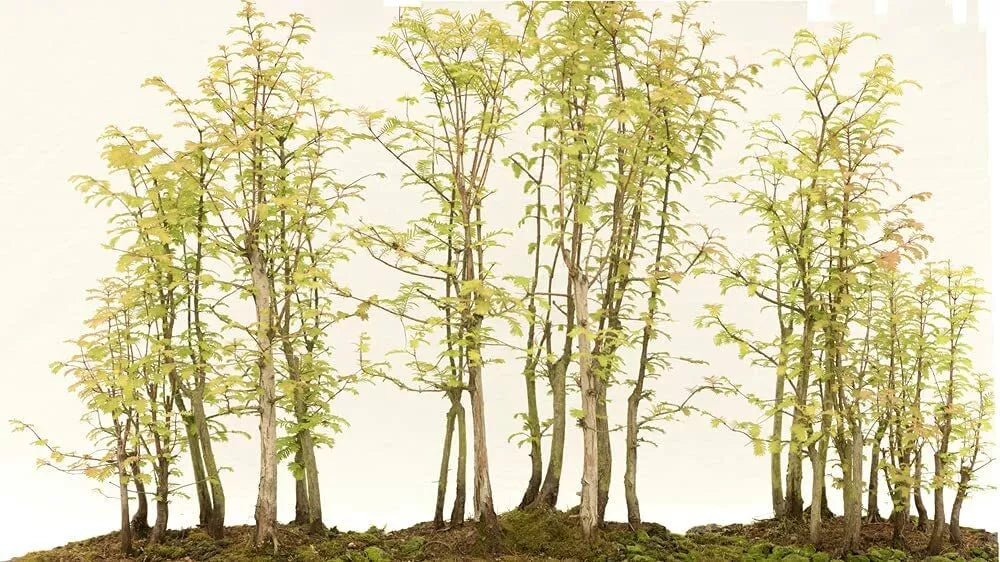 Redwood Bonsai Tree Seeds - 25 Pack - Sequoia Bonsai Seeds - Sequoiadendron giganteum