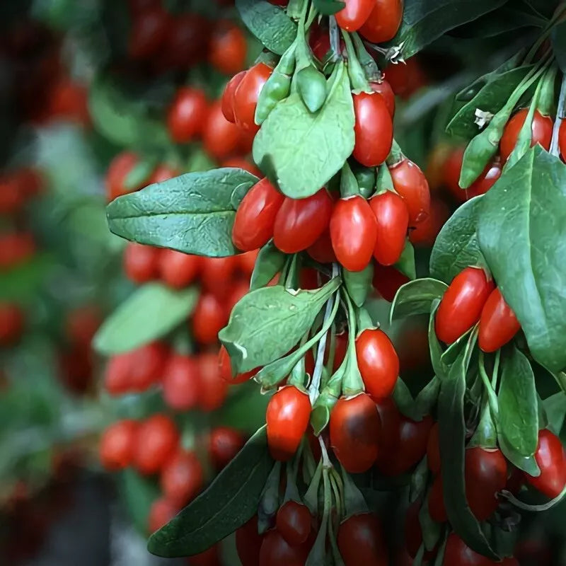 Organic Goji Berry Cuttings - 20 Fresh Cuttings from Mature Plant - Lycium barbarum - Will Flower & Fruit Soon