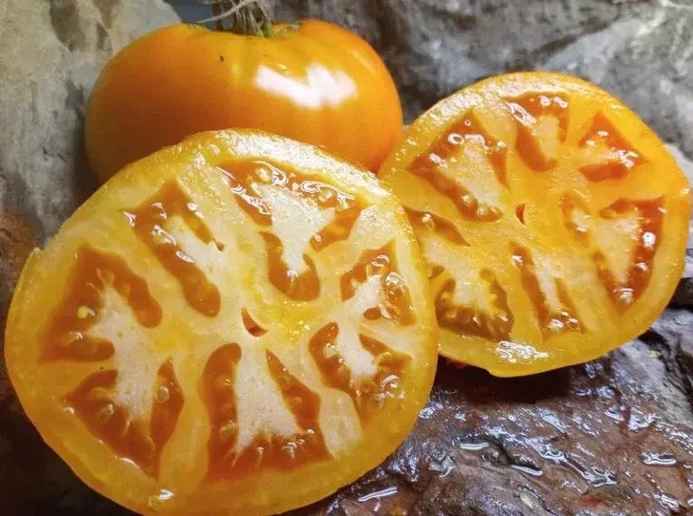 Golden Jubilee Tomato Seeds - 10+ Heirloom Organic Non-GMO Seeds - Perfect for Home Gardening