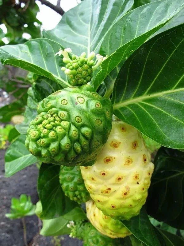 Noni Seeds - 50 Pack - Morinda Citrifolia - Organic - USA Grown - Tropical Fruit Garden Planting