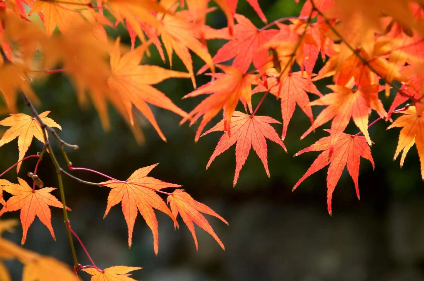 Red Maple Tree Seeds - 50 Pack - Stunning Red Leaves - Acer rubrum