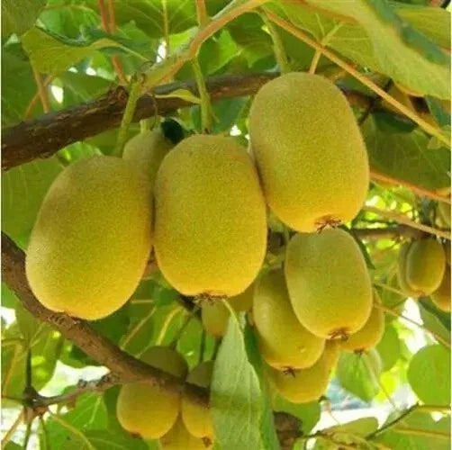 Yellow Heart Kiwi Seeds - 50 Pack - Fresh Fruit Variety - Actinidia deliciosa
