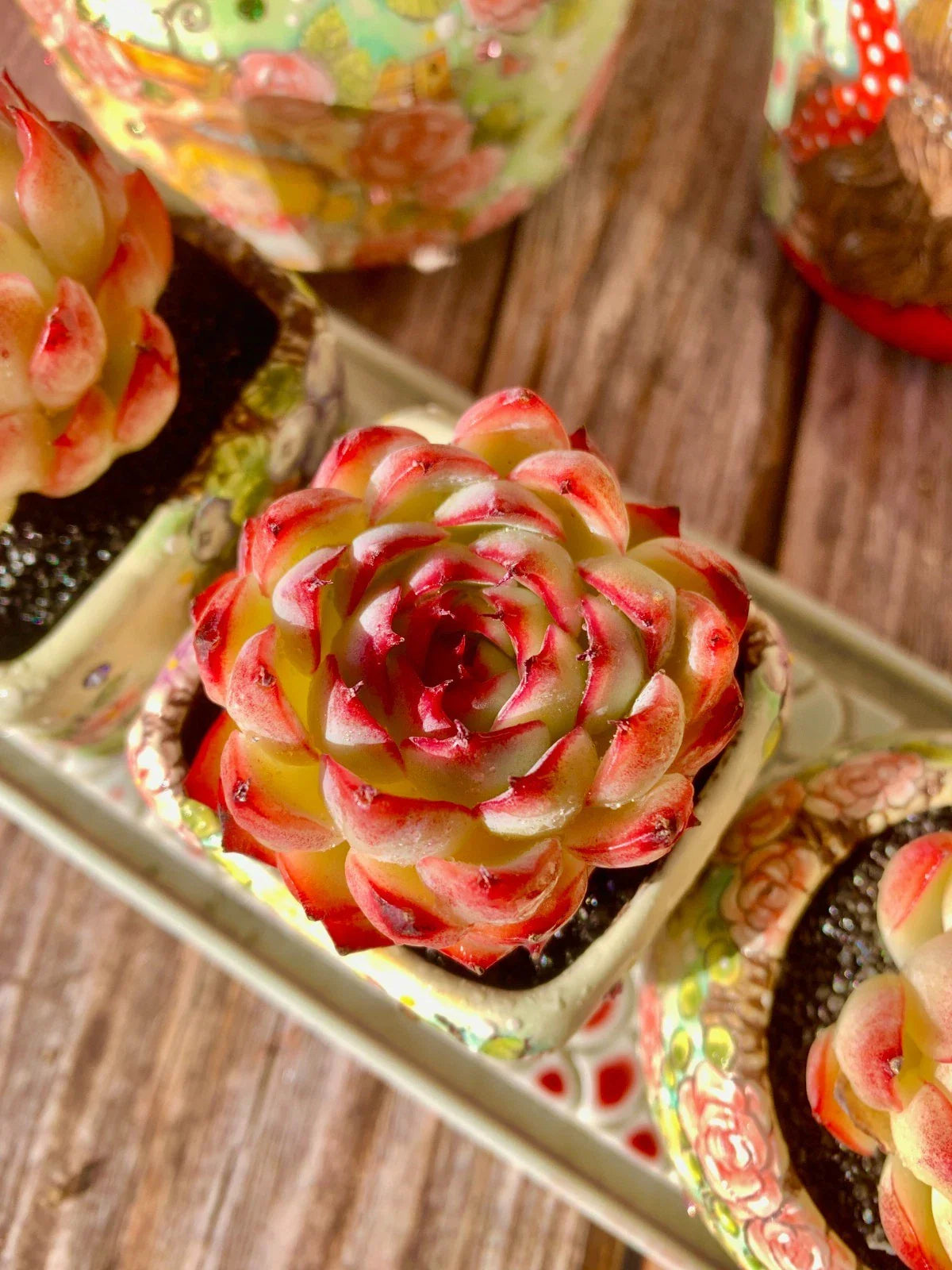 Soul Fairy Succulent – Live Bare Root Plant – Easy Care Rosette Succulent – Perfect for Wedding Favors, Gifts & Indoor Décor