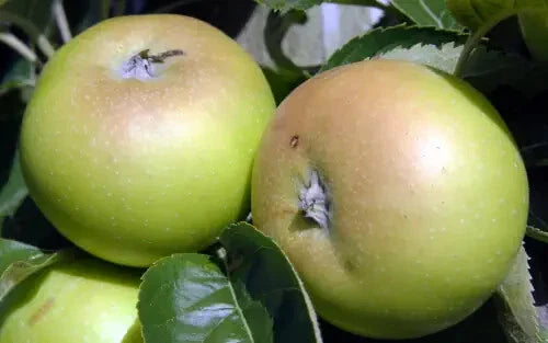 Galloway Pippin Apple Seeds - 25+ Pack for Garden Planting - Malus domestica - Heirloom Variety - USA